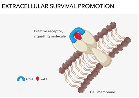 Fulltext Leucine Rich Alpha Glycoprotein A Blood And